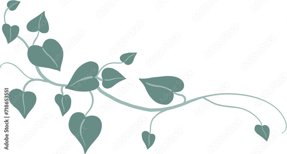 Obraz premium ivy plant drawing illustration.