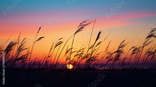 The silhouette of grass