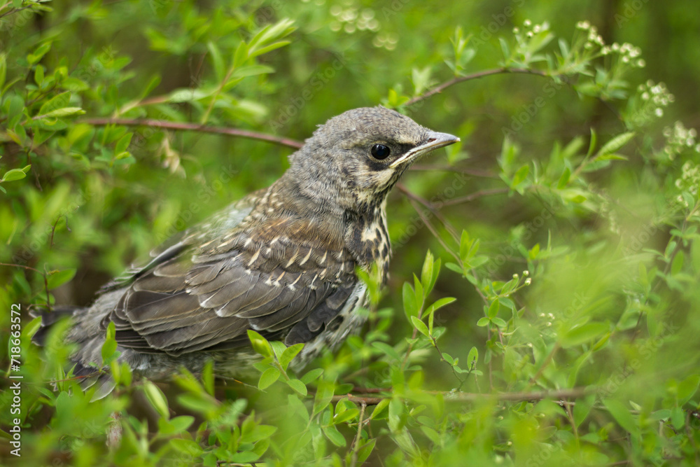 Fototapeta premium Young fieldfare (Turdus pilaris) on branch