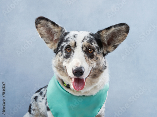 A vibrant welsh corgi cardigan Dog wears a bandana, against a muted blue backdrop. The image radiates the breed alertness and lively character. © annaav