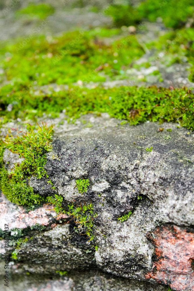 Close-up of a stone overgrown with moss. Natural background