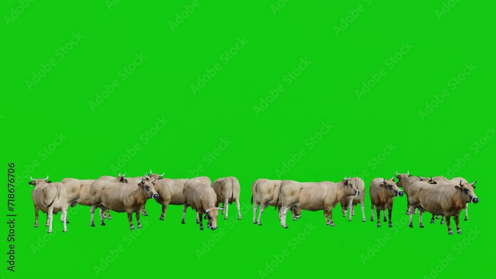 Herd of Beef Cattle Standing on a Green Screen Background Herd of Beef Cattle Standing on a Green Screen Background