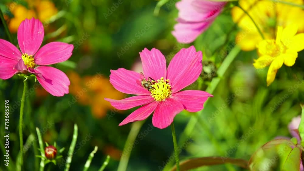 Bees sucking nectar from pink flower, Honey bee on a pink flower collects pollen, wild nature landscape, bee and flower, Recreation of bee pollinating a flower Bees sucking nectar from pink flower, Honey bee on a pink flower collects pollen, wild nature landscape, bee and flower, Recreation of bee pollinating a flower