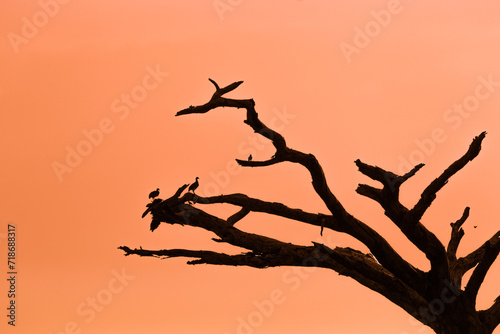 Ptaki siedzące na uschniętym drzewie w świetle zachodzącego słońca © kubikactive