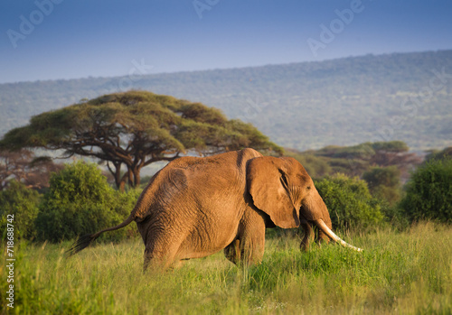 Duży samotny słoń w zachodzącym słońcu Parku Narodowego Amboseli Kenia © kubikactive