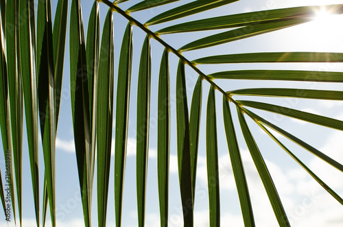 Close-up of a palm branch in the garden