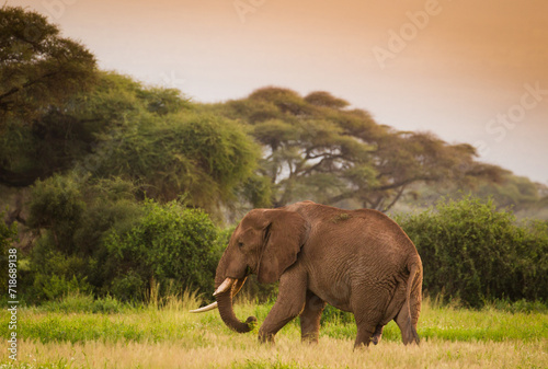 Du  y samotny s  o   w zachodz  cym s  o  cu Parku Narodowego Amboseli Kenia