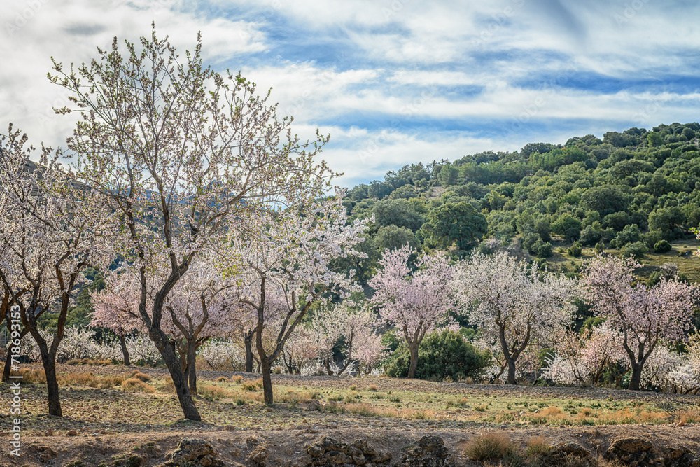 Blossoming Almond Trees in a Mediterranean Grove Blossoming Almond Trees in a Mediterranean Grove