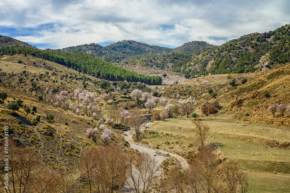 Blossoming Almond Trees in Mountainous Countryside