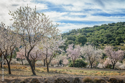 Blossoming Almond Trees in a Mediterranean Grove