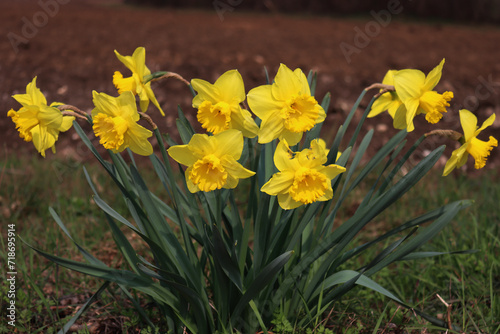 Yellow Daffodil flowers in the garden. Springtime flowers. Narcissus plants