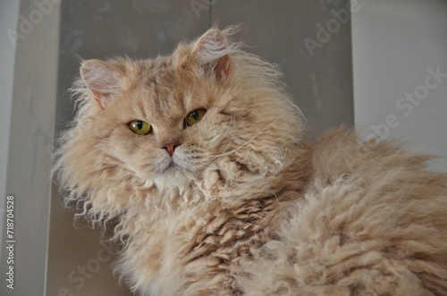 Obraz na plátně Selkirk Rex Lilac Golden