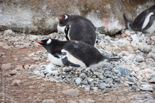 Gentoo Penguin (Pygoscelis papua) nesting, Brown Bluff, Antarctica.