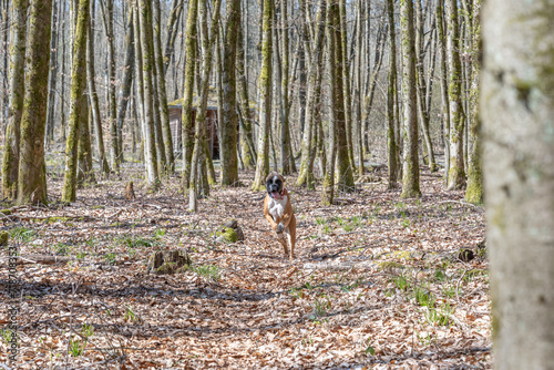 8 months young purebred golden german boxer dog puppy running and junping in the forest