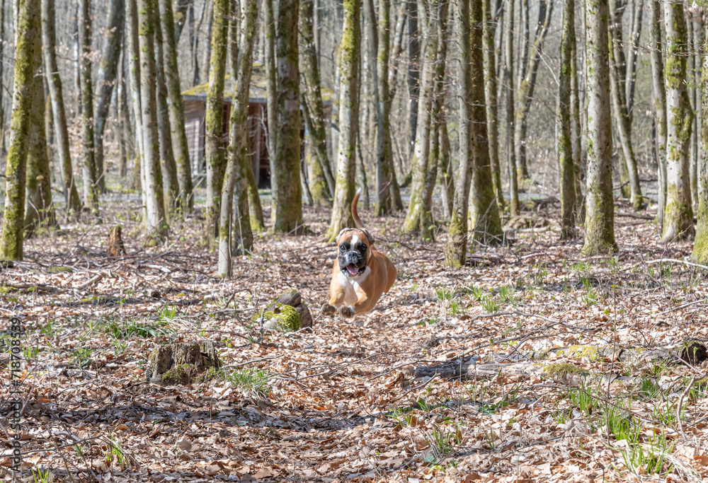 8 months young purebred golden german boxer dog puppy running and junping in the forest