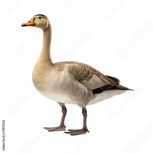 Goose clip art