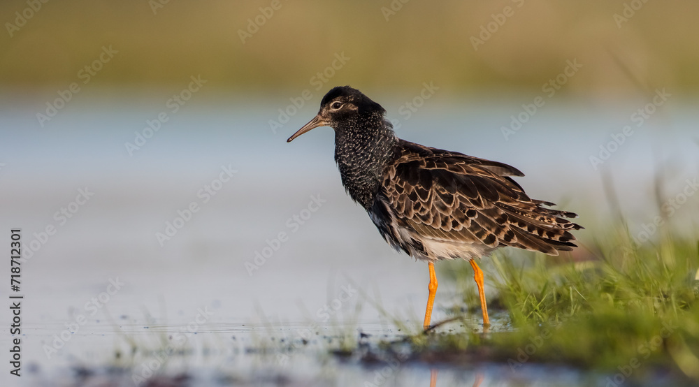 Ruff - male bird at a wetland on the mating season in spring Ruff - male bird at a wetland on the mating season in spring