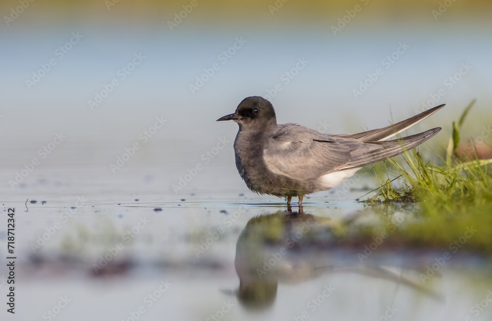 Black tern - adult bird at a wetland in spring Black tern - adult bird at a wetland in spring
