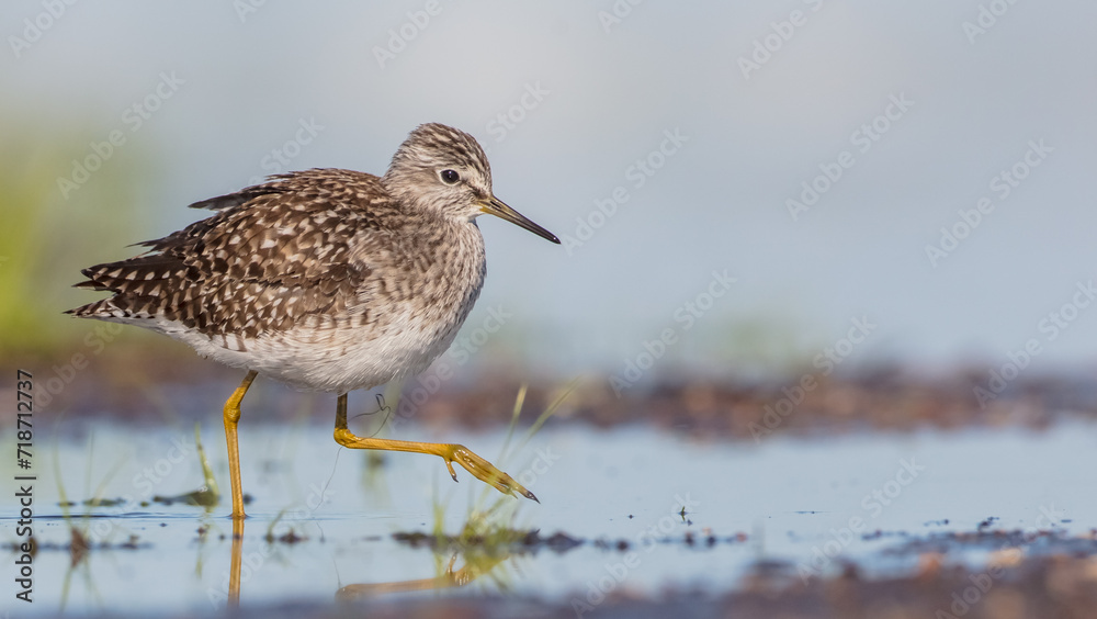Wood Sandpiper - in spring on the migration way at wetland Wood Sandpiper - in spring on the migration way at wetland