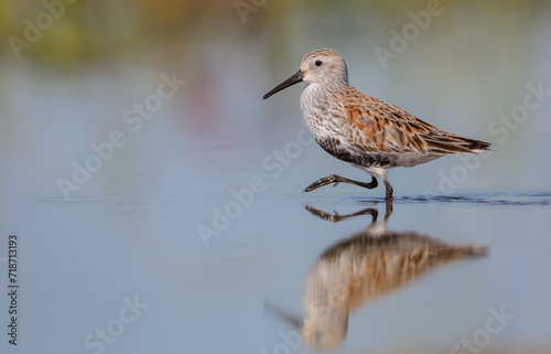 Dunlin - adult bird at a wetland on the spring migration  © Simonas