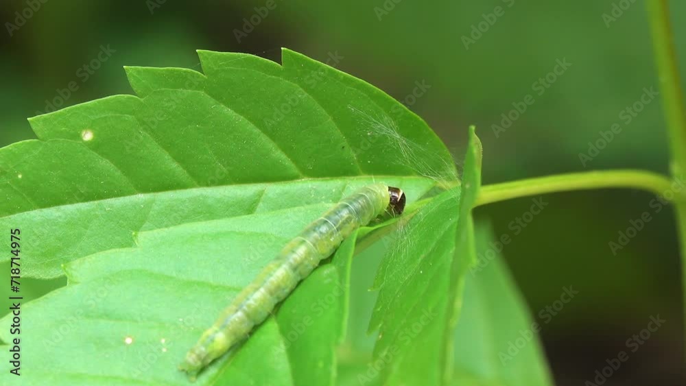 Close-up green worn crawling on a leaf Close-up green worn crawling on a leaf