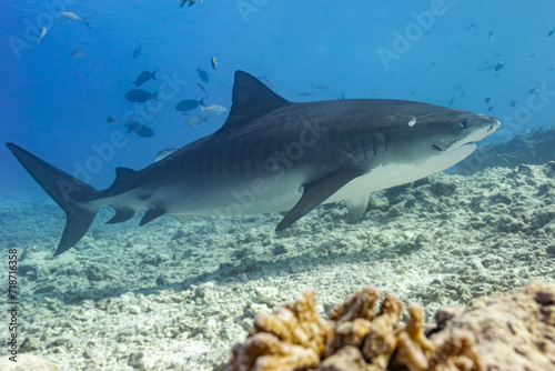 Tiger shark side profile © bearacreative