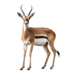 Gazelle clip art