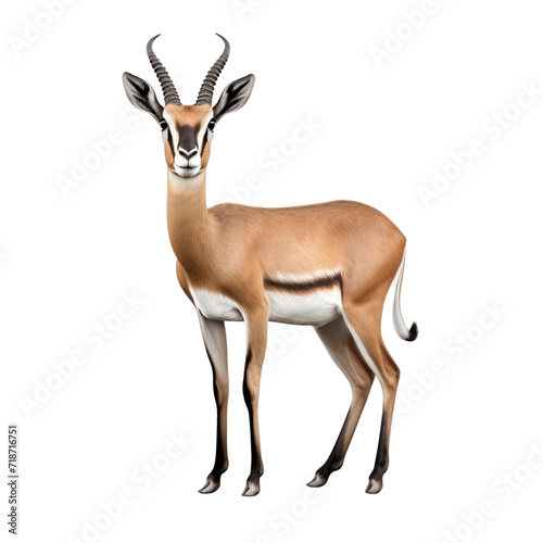 Gazelle clip art