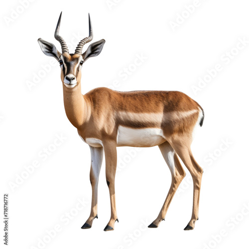 Gazelle clip art