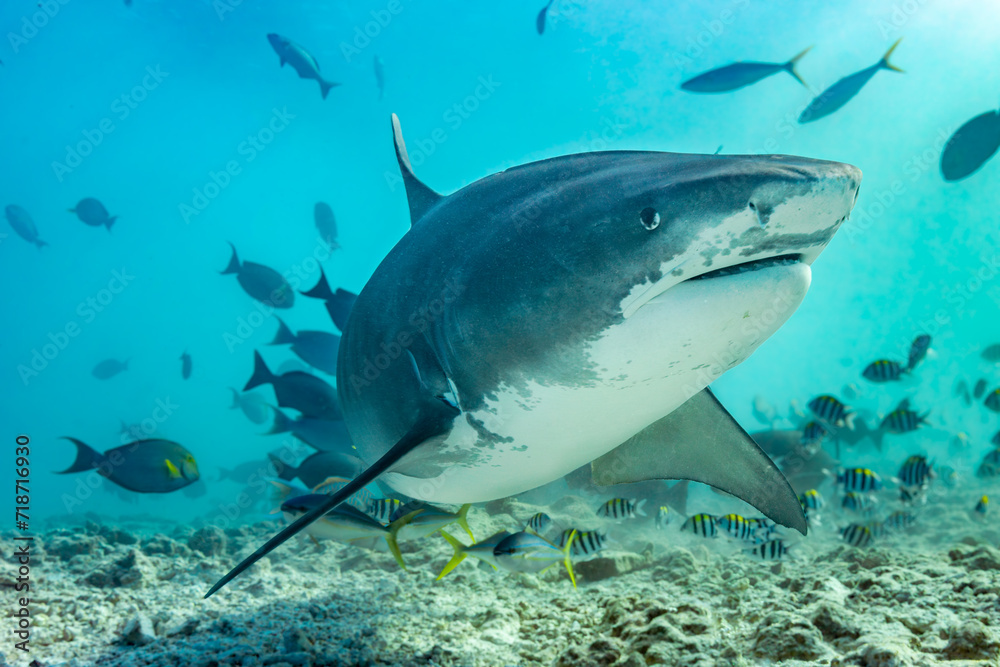 Fototapeta premium Tiger shark swimming towards camera