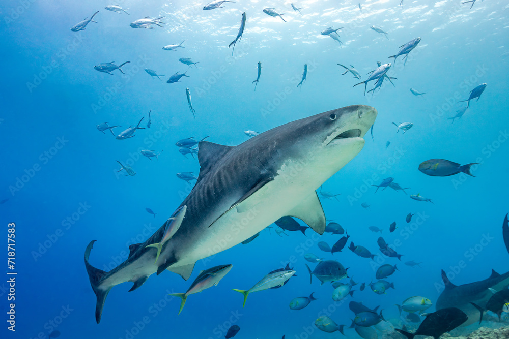 Tiger shark surrounded by fish Tiger shark surrounded by fish