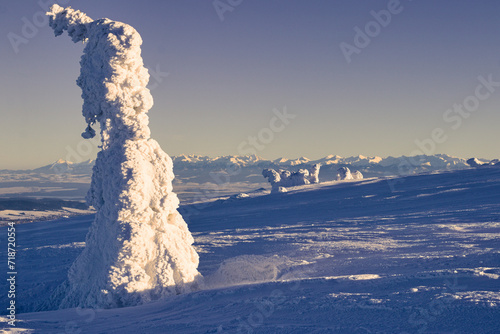 Samotne drzewo w śniegu na tle Tatr