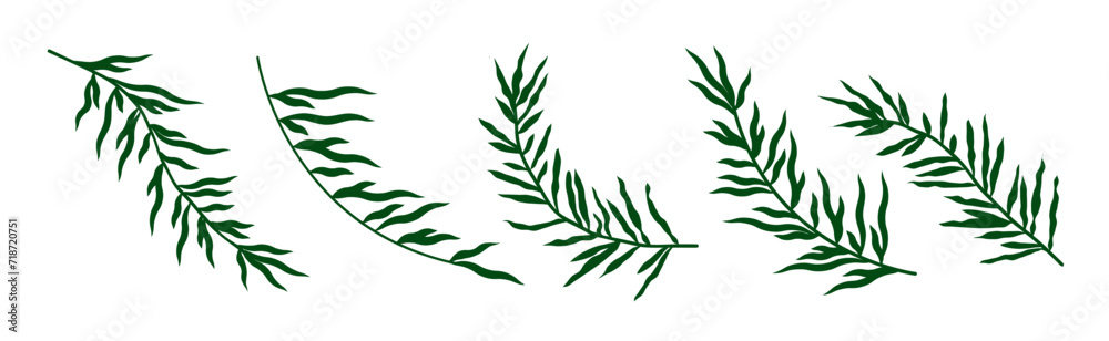 Vector green plant branches. Beautiful botanical elements with Long tropic leaves. Isolated herbal.