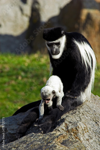 Colobe gu  r  za   avec son jeune  Colobus guereza  Afrique