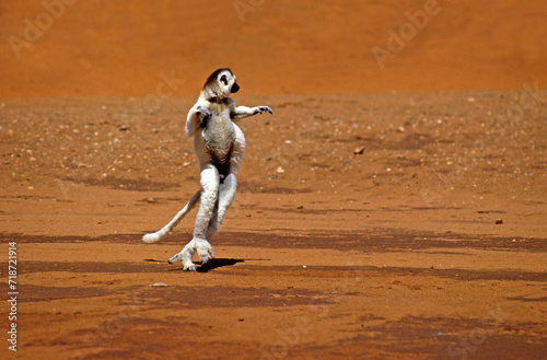 Lémurien, Propithèque de Vérreau , Propithecus verreauxi, Madagascar