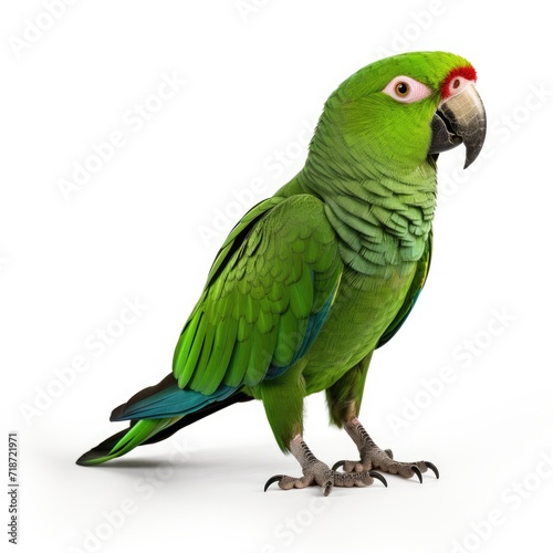 Photo of green parrot isolated on white background