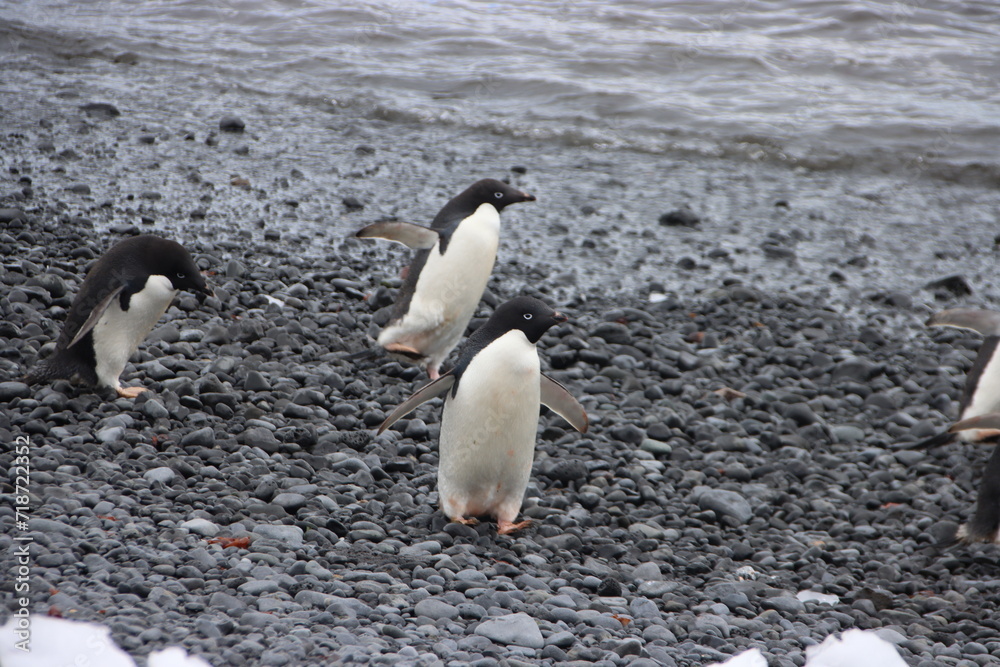 Naklejka premium Adelie Penguins (Pygoscelis adeliae) on the beach at Brown Bluff, Antarctica.