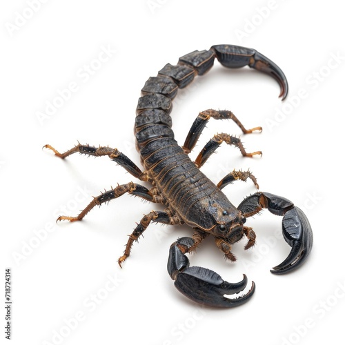 Deathstalker Scorpion in natural pose isolated on white background, photo realistic