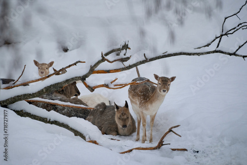 Deer on snowy day