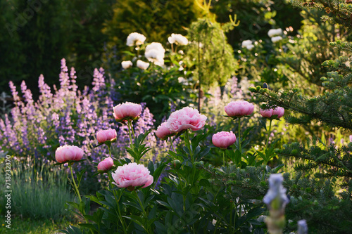Fototapeta Naklejka Na Ścianę i Meble -  perennial flowers in summer - catmint (nepeta) and peony blooming together. Beautiful plants combination for cottage style private garden, companion plants in landscape design