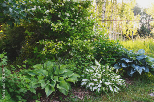 various hostas growing in summer garden. Perennial for shady spaces.