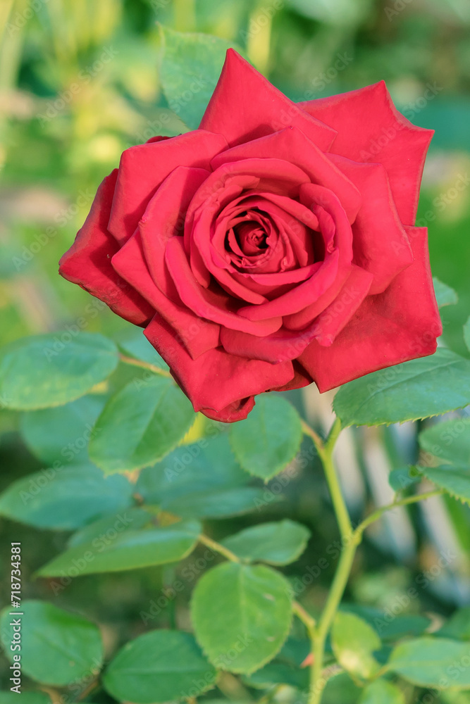 Blooming red bud of a perennial decorative rose on a summer garden flowerbed. Blooming red bud of a perennial decorative rose on a summer garden flowerbed.