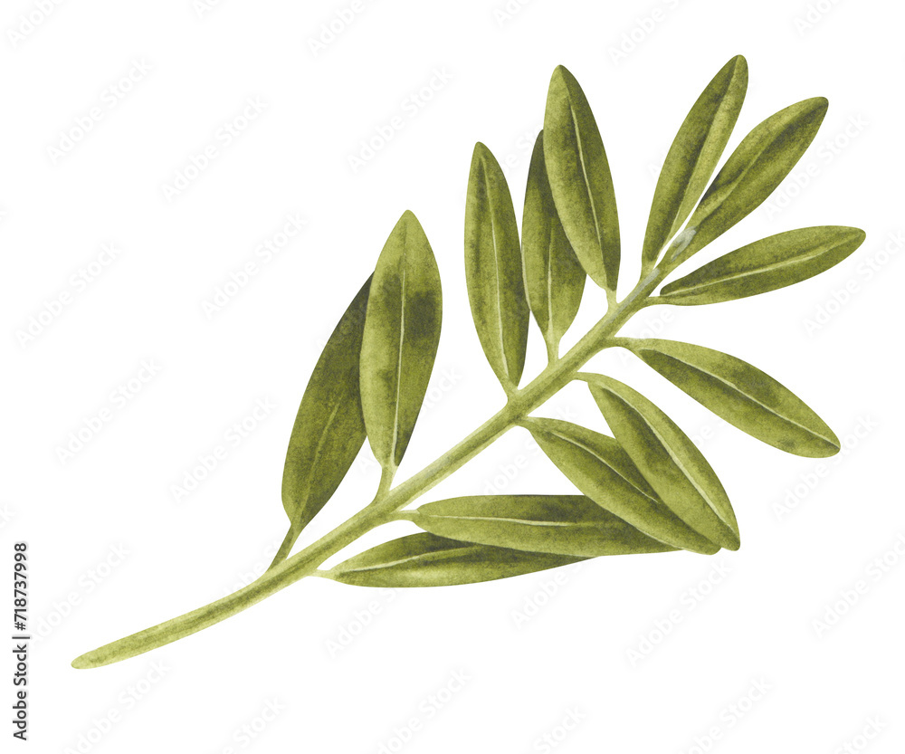 Olive Leaf Watercolor illustration. Hand drawn clip art on white isolated background. Drawing of pistachio Branch without nuts. Painting of a plant for eco design. Botanical sketch of a tree twig