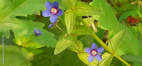 Blue Lysimachia Foemina Flowers Full Bloom on Green Leaves Background photo