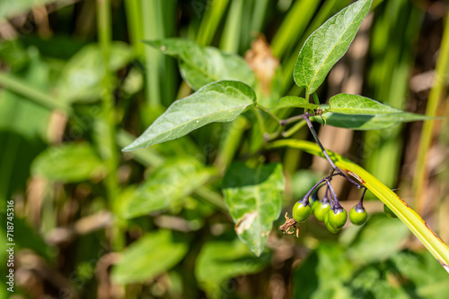 Solanum dulcamara, felonwort, fellenwort, felonwood, poisonberry, poisonflower, Green fruits on branches after flowering