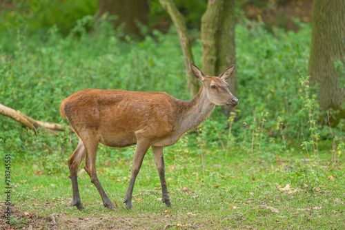 A red deer in a park in autumn