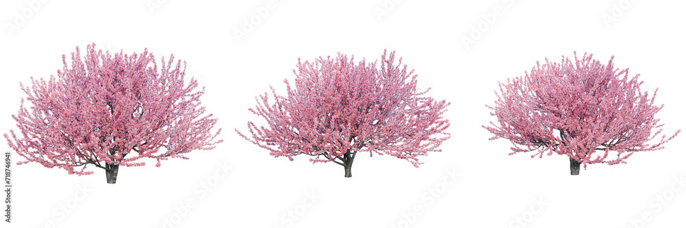 Prunus tomentosa isolate transparent background.3d rendering PNG - obrazy, fototapety, plakaty 