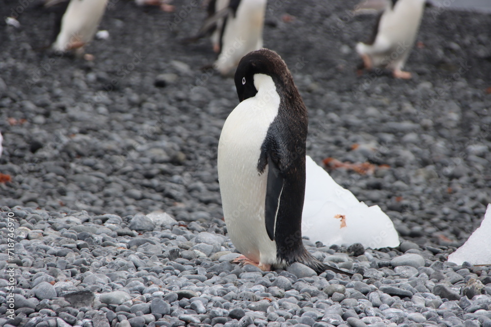 Fototapeta premium Adelie Penguin (Pygoscelis adeliae), Brown Bluff, Antarctica.