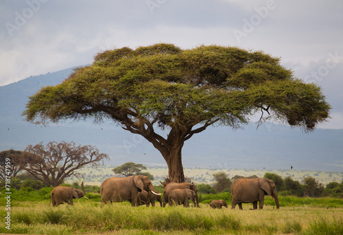 Stado słoni w Parku Narodowym Amboseli Kenia © kubikactive