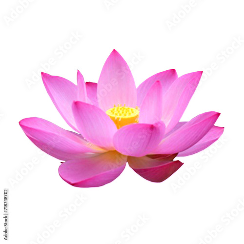 Pink lotus flower blooming, isolated on a white background.